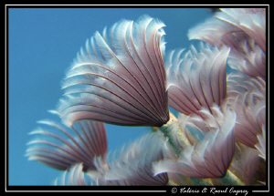Bunch of flowers by Raoul Caprez 